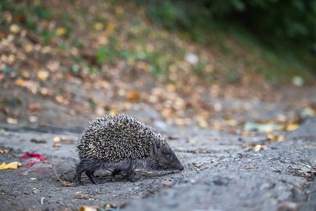 凯恩告别热刺：盼以好人好球员之名永载队史