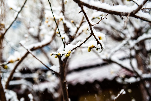 而诺定咸森