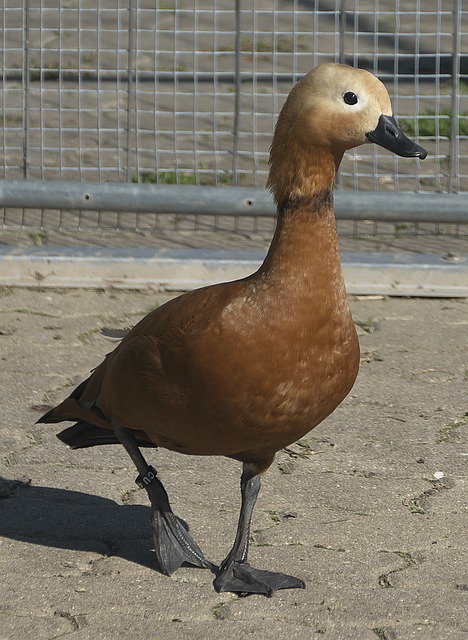 半决赛