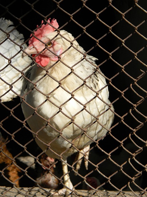 縱觀足壇歷 縱觀足壇歷